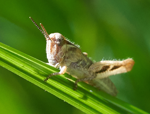 iNaturalist observation photo of North American Spur-throated Grasshoppers