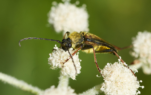 iNaturalist observation photo of Yellow Velvet Beetle