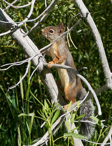 iNaturalist observation photo of Douglas's Squirrel