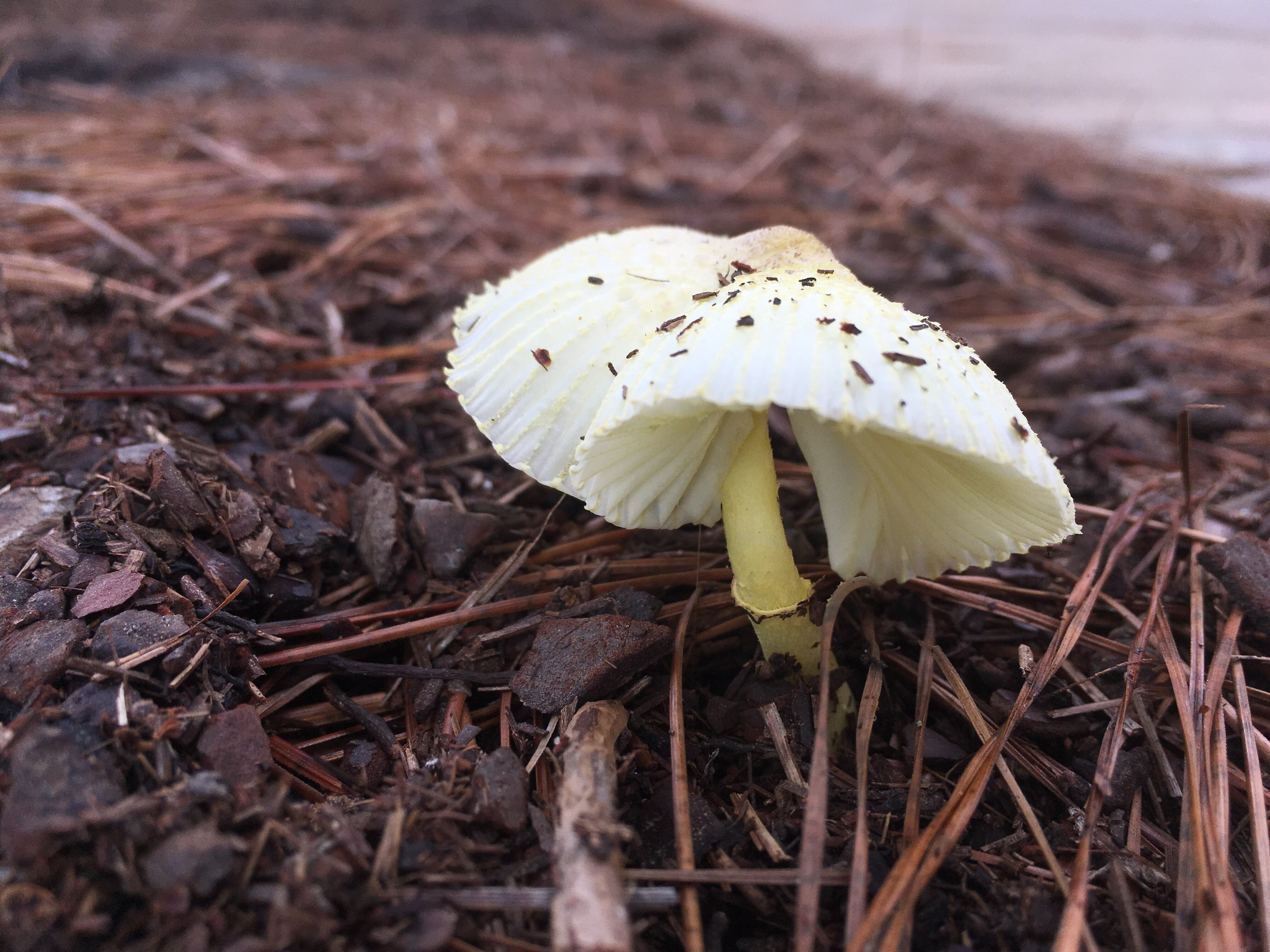 Leucocoprinus birnbaumii image