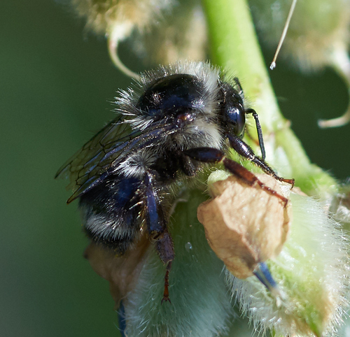 iNaturalist observation photo of Pyrobombus