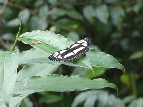 Neptis jamesoni