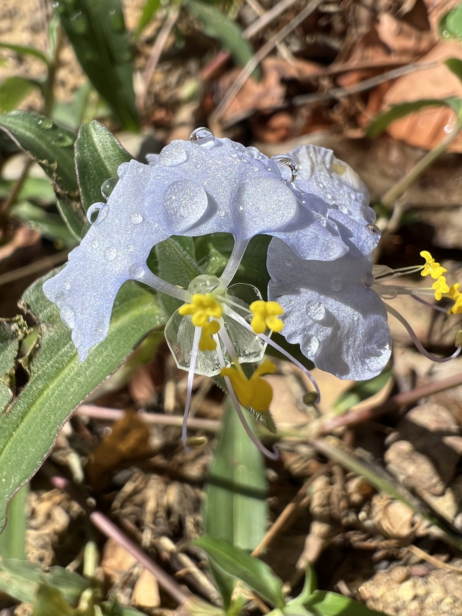 Commelina erecta