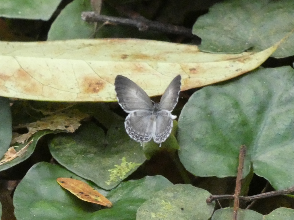 Thermoniphas fumosa
