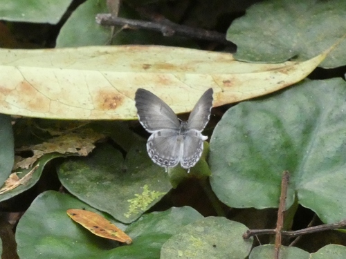 Thermoniphas fumosa