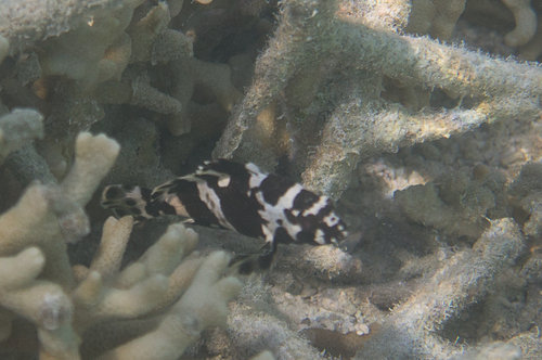 Netfin grouper (Epinephelus miliaris) — Serranidae — 3