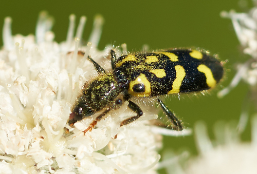 iNaturalist observation photo of Ornate Checkered Beetle
