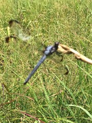 Libellula vibrans
