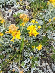 Jacobaea incana