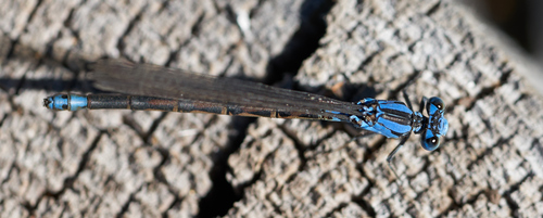 iNaturalist observation photo of Vivid Dancer