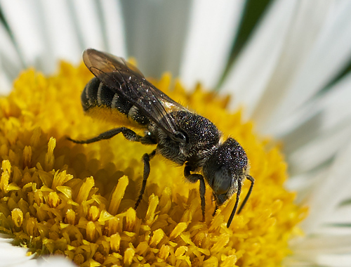 iNaturalist observation photo of Neotrypetes