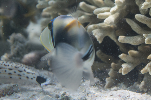 Lagoon Triggerfish — seen at this dive site