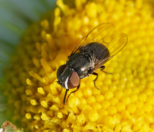 iNaturalist observation photo of Brachyceran Flies