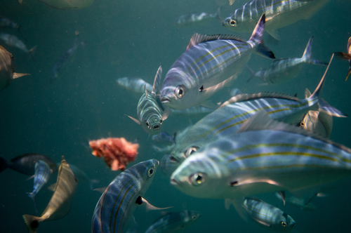 Variable-lined Fusilier — seen at this dive site