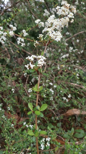 Image of Viburnum obovatum by (c) Athena Philips, some rights reserved (CC BY)
