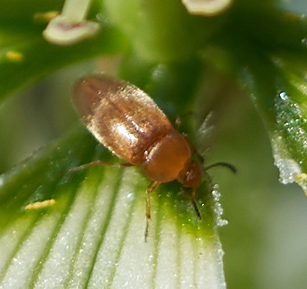 iNaturalist observation photo of Anaspidinae