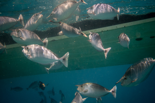 Paletail Unicornfish — seen at this dive site