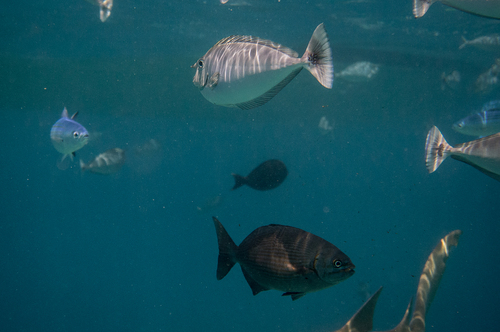 Brassy Drummer — seen at this dive site