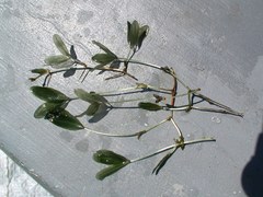 Halophila engelmannii