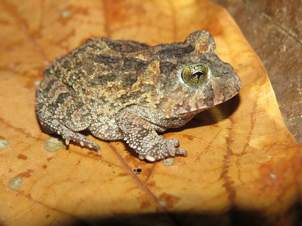 Proceratophrys branti