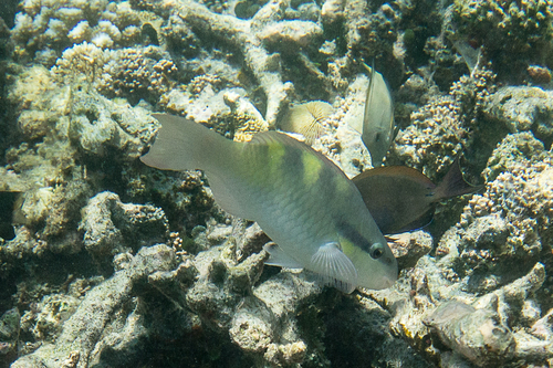Five-saddle Parrotfish — seen at this dive site