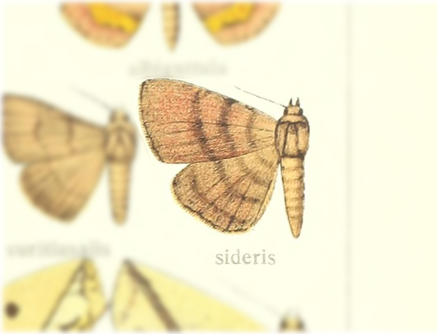 Macella sideris
