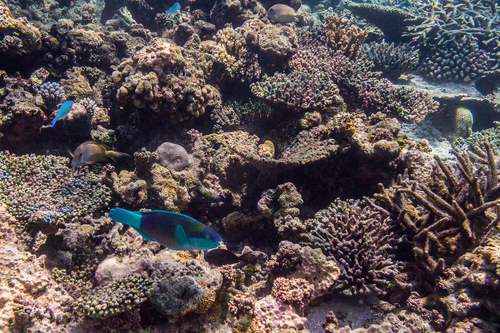 Indian Bullethead Parrotfish — seen at this dive site