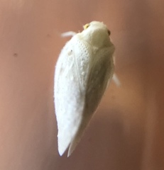 Metcalfa