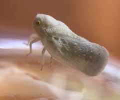 Metcalfa
