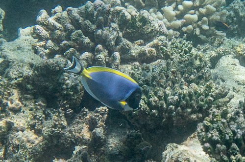 Powder Blue Tang — seen at this dive site