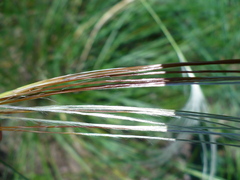 (c) Denys Vynokurov, some rights reserved (CC BY) Stipa borysthenica, photograph (c) Denys Vynokurov, some rights reserved (CC BY)