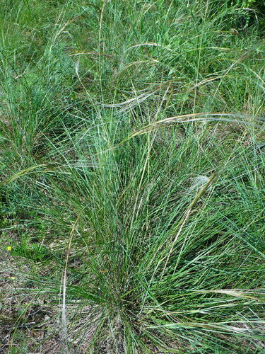 Matweed (Stipa borysthenica)