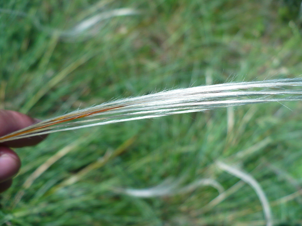 Stipa borysthenica; photograph (c) Denys Vynokurov, some rights reserved (CC BY)