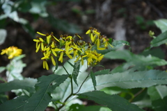 Senecio ovatus alpestris
