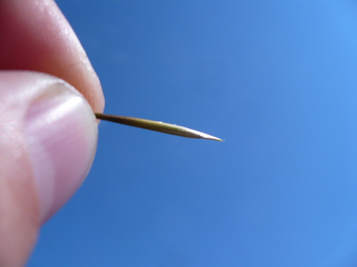 Stipa borysthenica, photograph 5