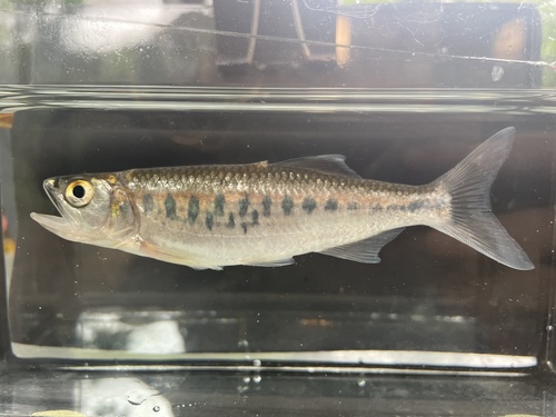 Steindachners roofkarper (Raiamas steindachneri) — Cyprinidae — 4