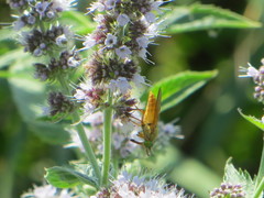 Silvius alpinus