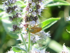 Silvius alpinus