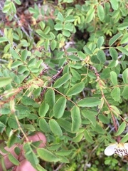 Rosa oxyacantha