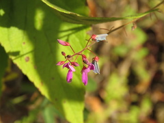 Desmodium cajanifolium