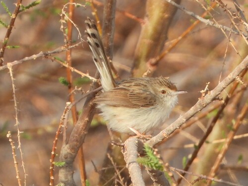 Graceful Prinia