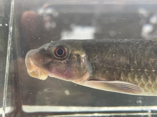 Labeo (Labeo alluaudi) — Cyprinidae — 2