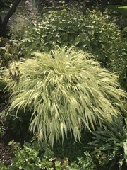 Hakonechloa macra
