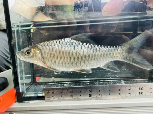 Wurtz's barb (Labeobarbus wurtzi) — Cyprinidae — 3