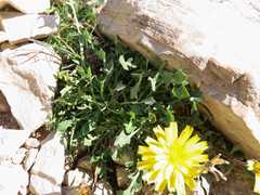 Hypochaeris robertia