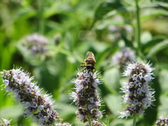 Merodon constans