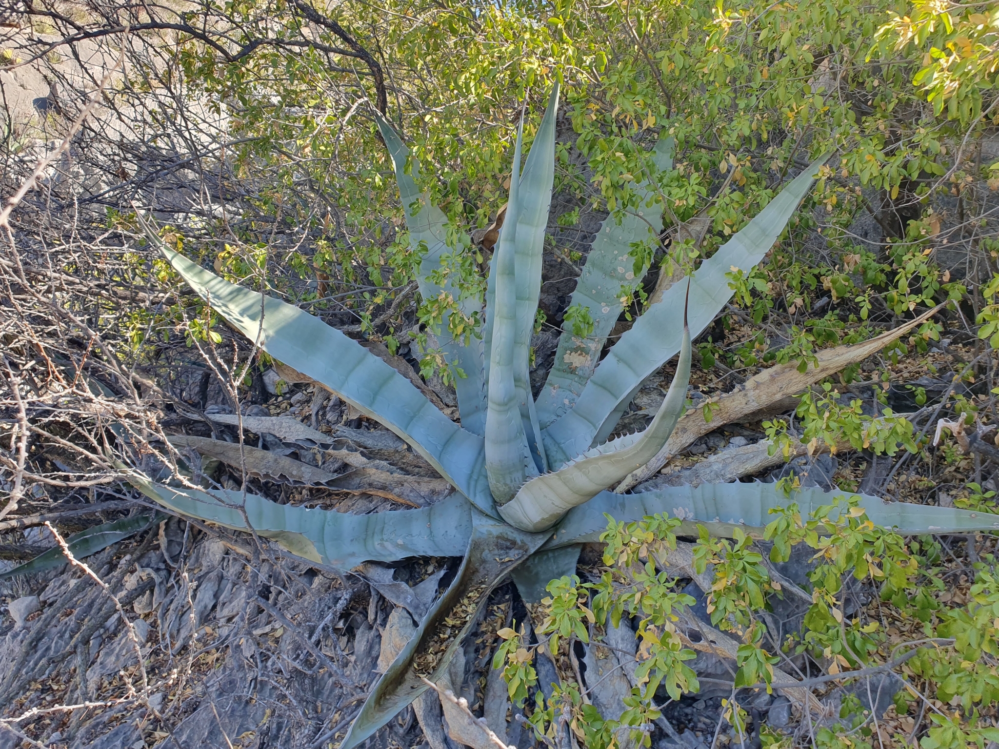 Imagem de Agave-brava
