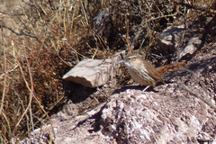 Ochetorhynchus andaecola