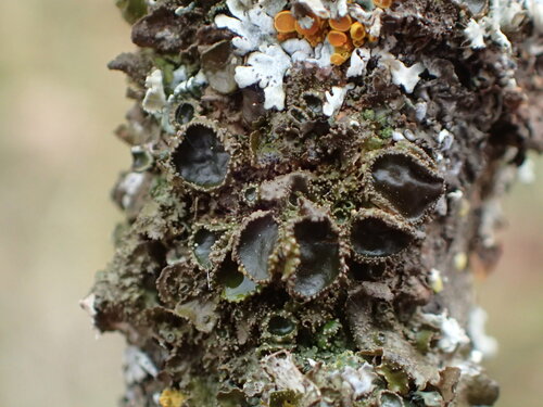 iNaturalist observation photo of typical shield lichens