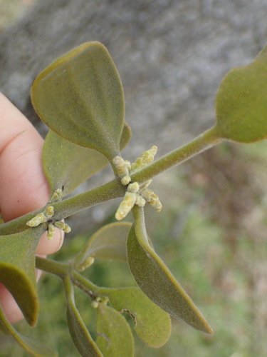 iNaturalist observation photo of oak mistletoe